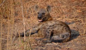 lower zambezi hyena