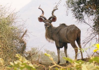 Lower Zambezi Kudu