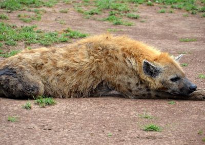 lower zambezi hyena