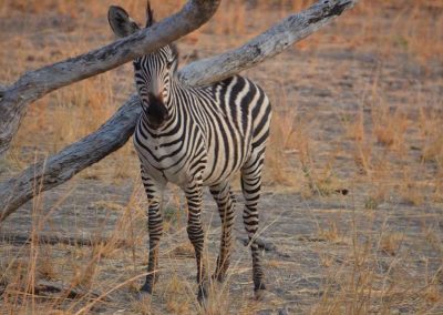 Young Zebra Lower Zambezi Lodge