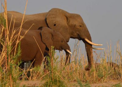 lower zambezi elephants